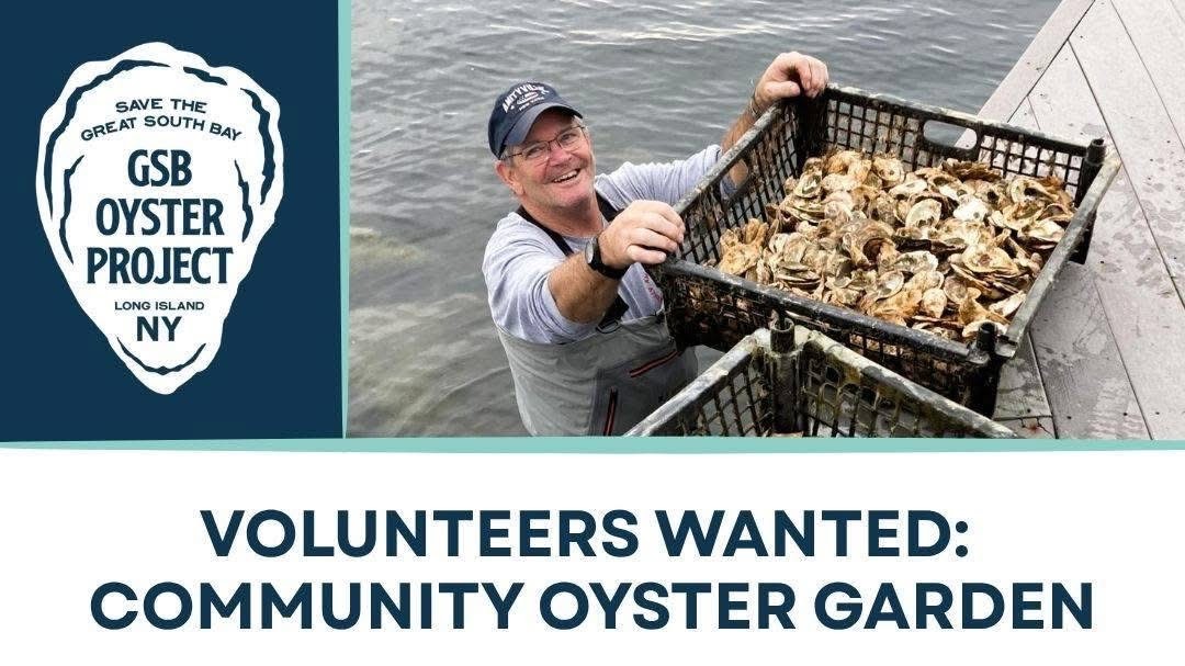 Baymen, Baskets & Baby Oysters: Restoring a Legacy on the Great South Bay