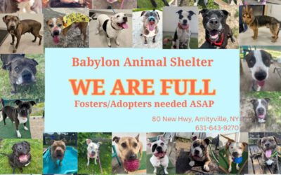 🐶 The Shelter is Full: 10 Ways You Can Help Babylon Animal Shelter Right Now