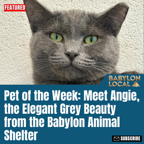 Pet of the Week: Meet Angie, the Elegant Grey Beauty from the Babylon Animal Shelter!