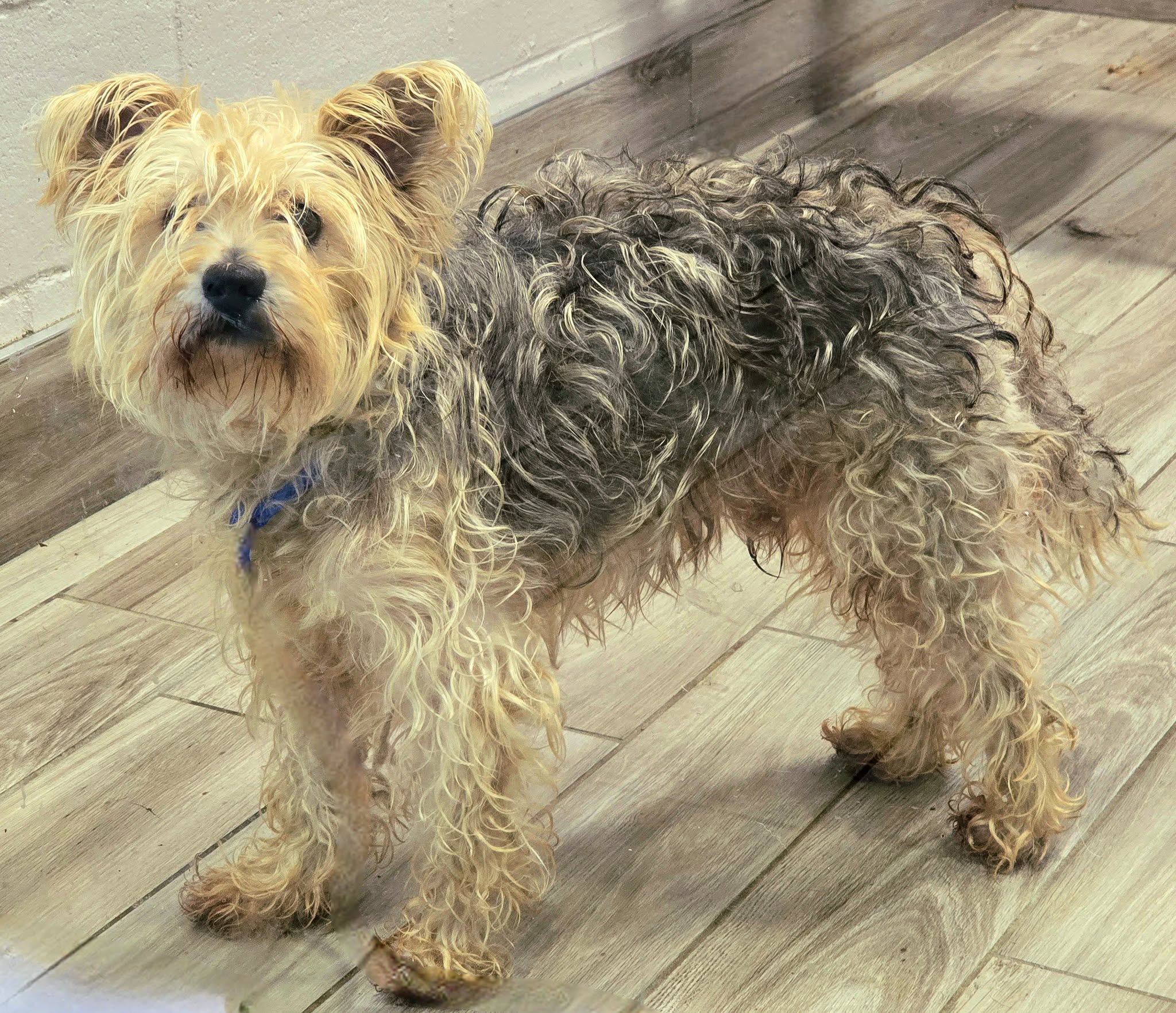 Lamar the Yorkie Mix