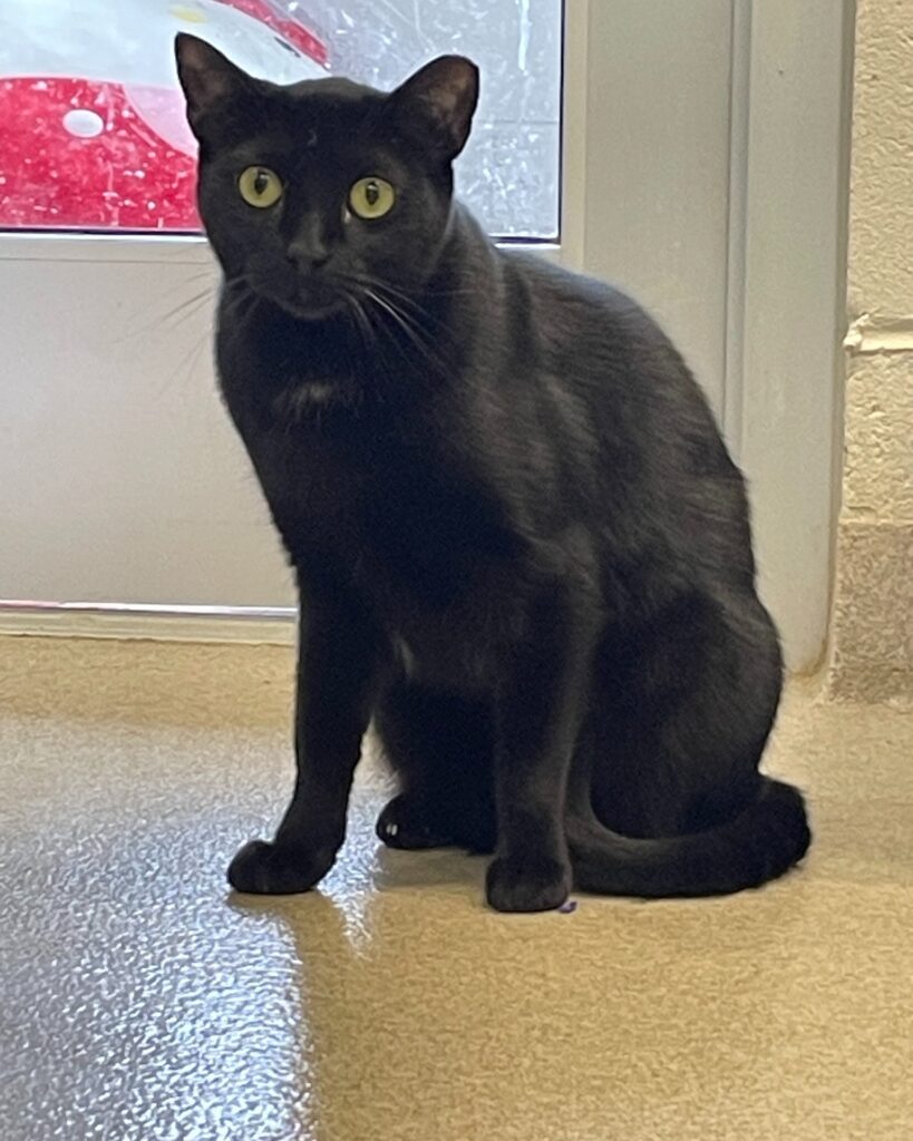 🐱 Pet of the Week: Jonesy, the Watchful Gentleman, Needs a Home