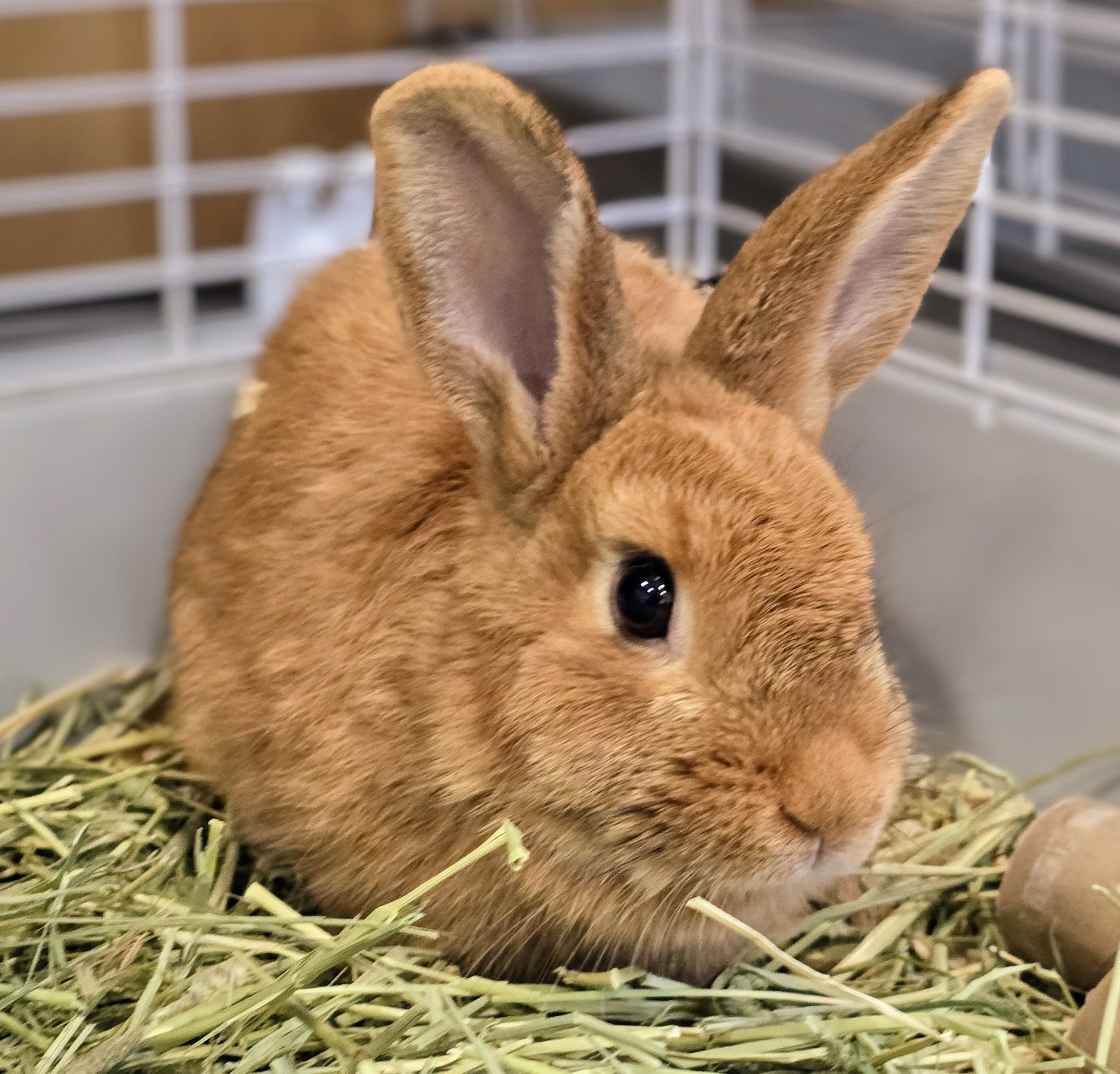 🐰 Pet of the Week: Whopper the Adorable Bunny Needs a Home!