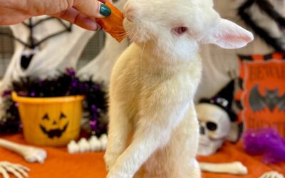 🐰 Pet of the Week: Robinson the Halloween Bunny is Ready for Adoption!