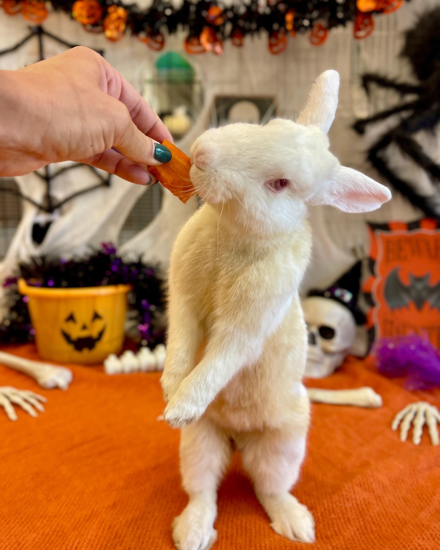 Robinson the Bunny in Halloween setup