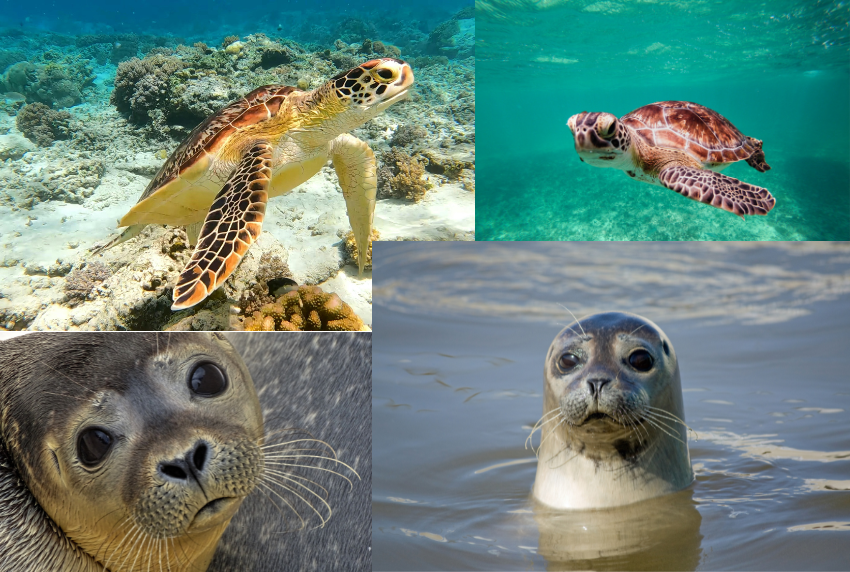 Long Island Sierra Club: Seals and Sea Turtles